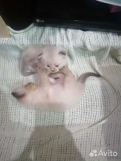 Кошка невская маскарадная котята