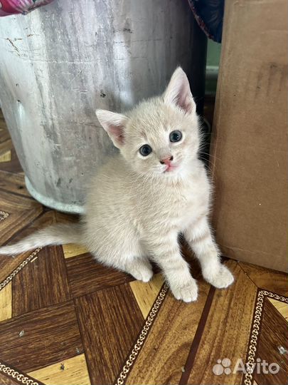 Отдам в добрые руки