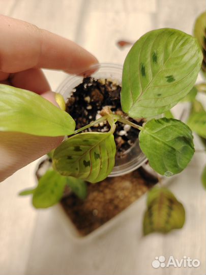 Маранта триколор