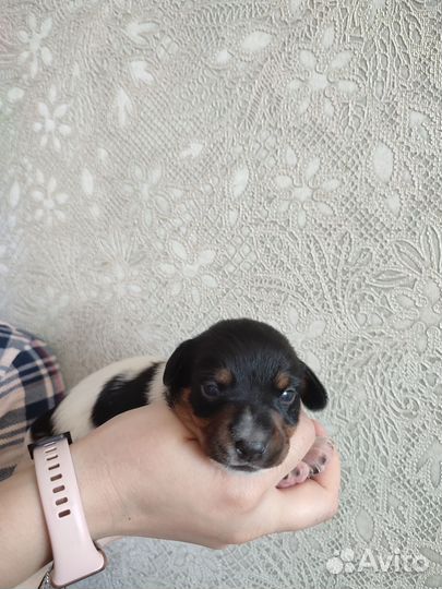 Щенки джек Рассел терьер