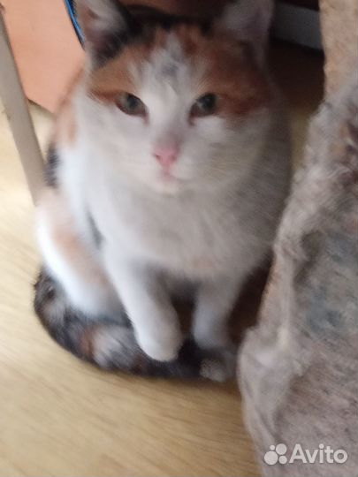 Найдена кошечка