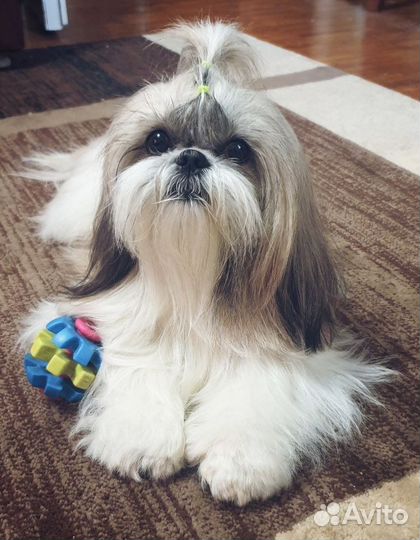 Стрижка собак