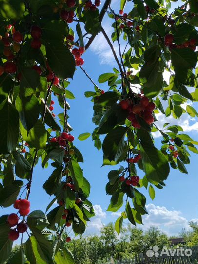 Вишня и Черешня