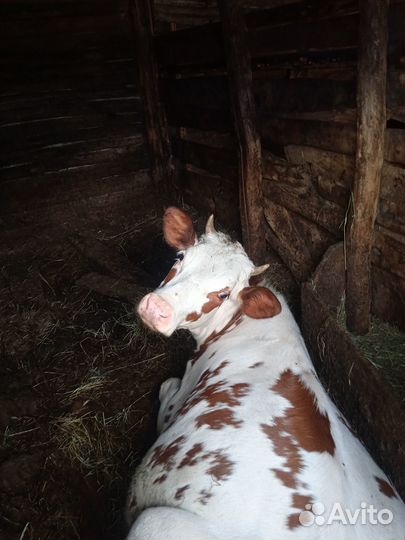 Продажа телят