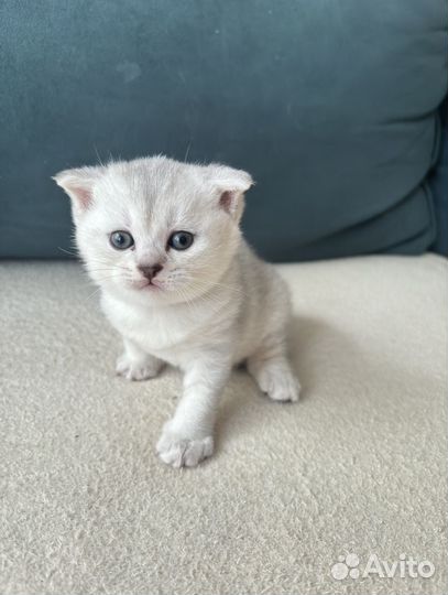 Котенок шиншилла
