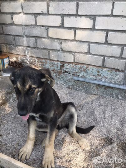 Собака в добрые руки щенок