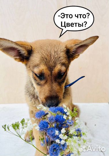 Щенок в добрые руки