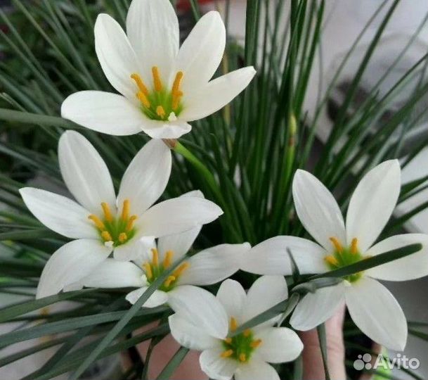 Монстеры, эпипремнумы, филодендрон, цветы