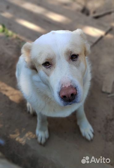 Собака алабай