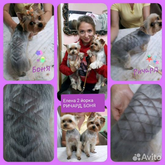 Стрижка собак и кошек в Сочи