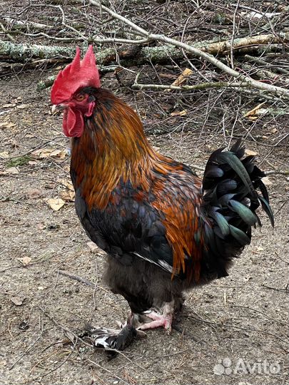 Петух маран