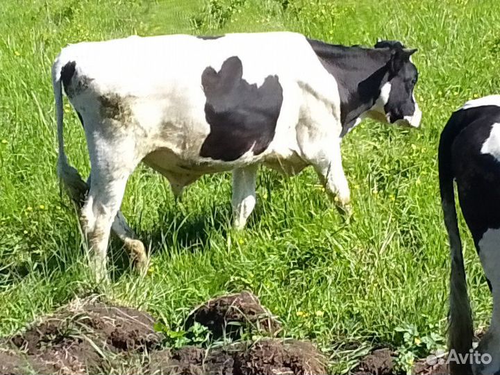Телята мясной породы бычки