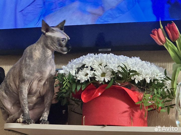 Канадский сфинкс кошка