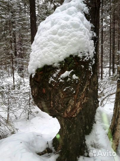 Сувель березовый
