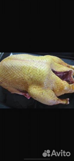 Мясо индоуки домашнее