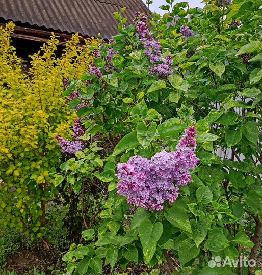 Сирень Аукубафолия с пестрой листвой