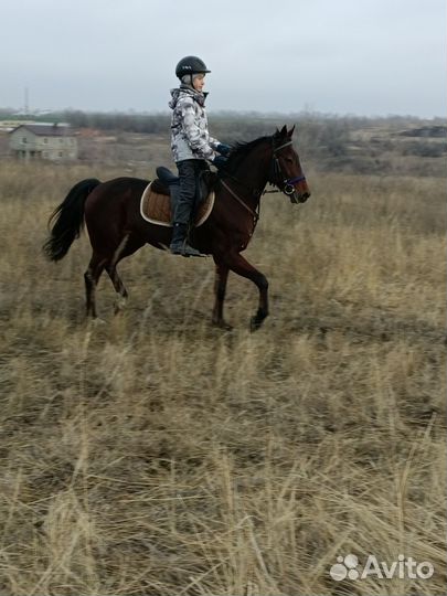 Лошадь в аренду