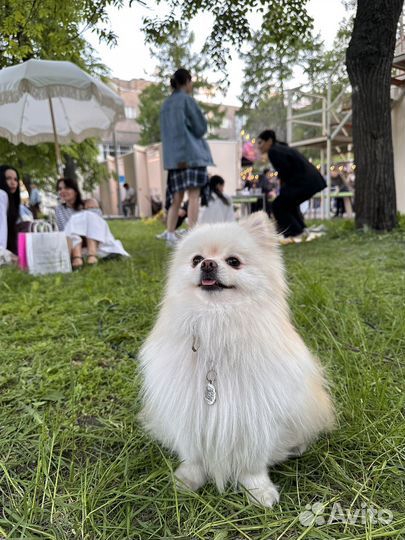 Собака-модель