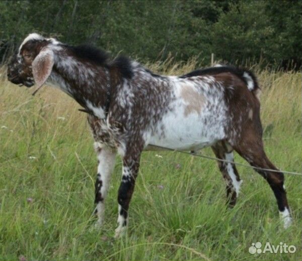 Нубийский козёл, случка