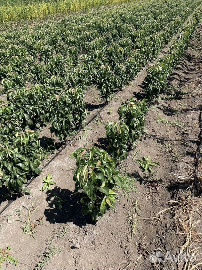 Саженцы плодовых