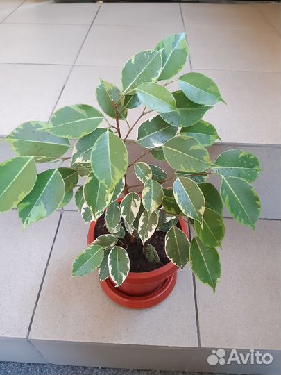 Фикус Бенджамина