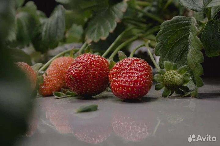 Бизнес на микрозелени, зелени и салатах Обучение