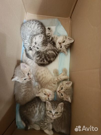 Шотландские котята