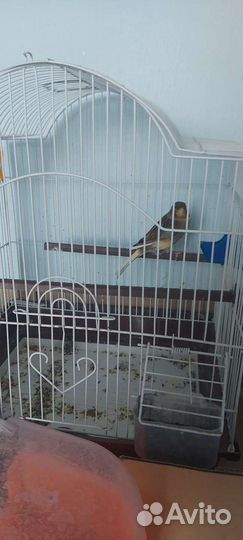 Канарейка