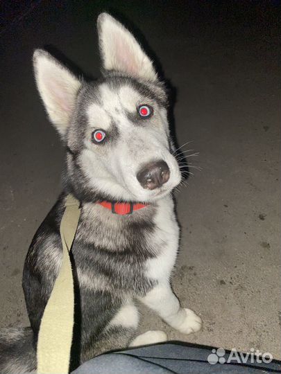 Щенки сибирской хаски девочка