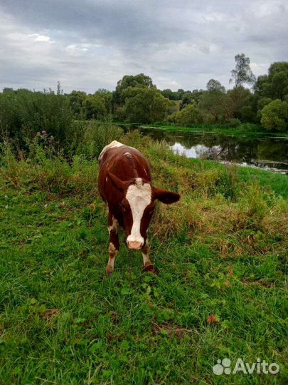 Телка стельная