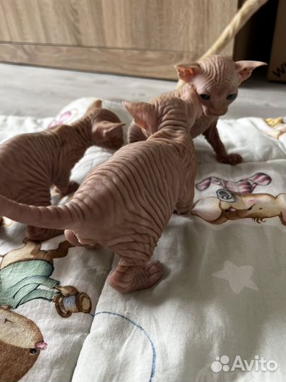 Канадский сфинкс