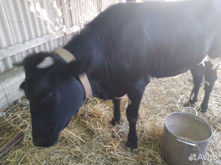 Продаëтся тëлка