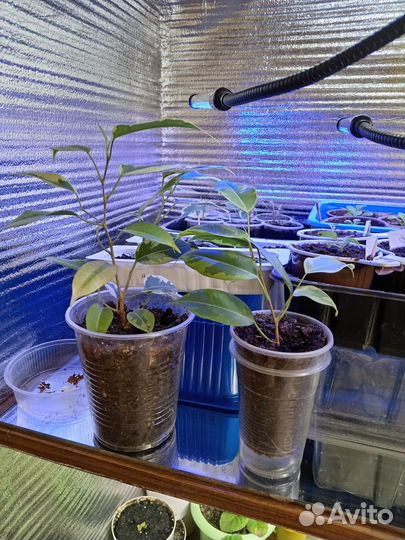 Фикус бенджамина