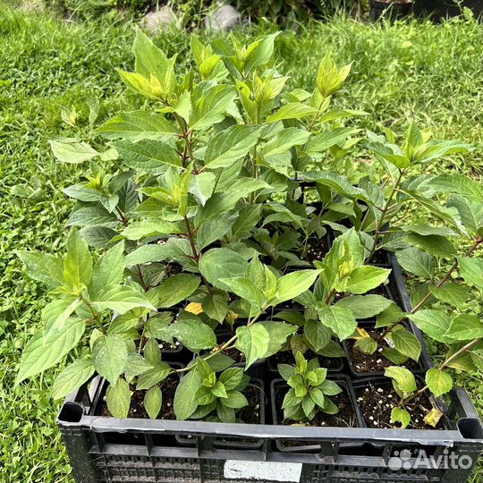 Гортензия метельчатая