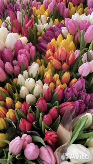Тюльпаны опт