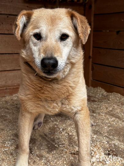 Собака в добрые руки отдам бесплатно