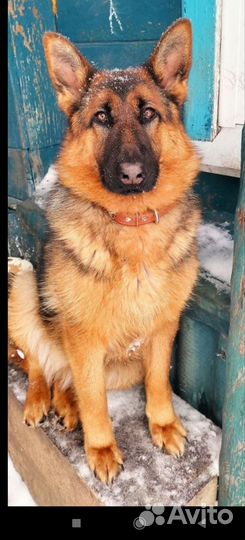 Немецкая овчарка вязка