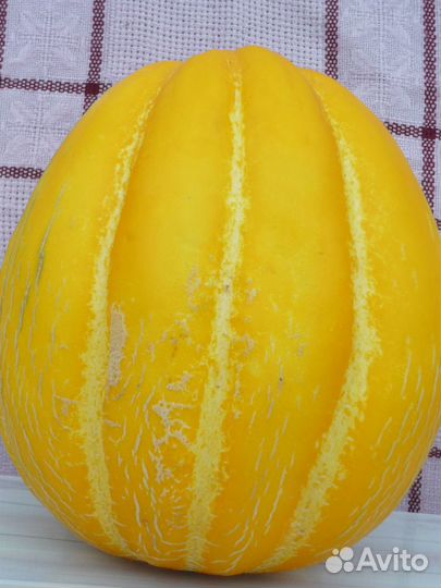 Семена кабачков, дыни и огурца белого