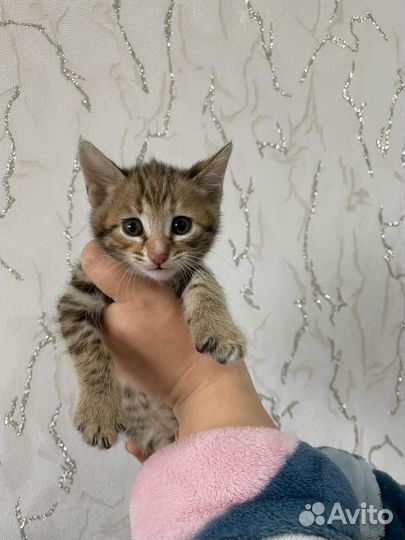 Бенгальские котята