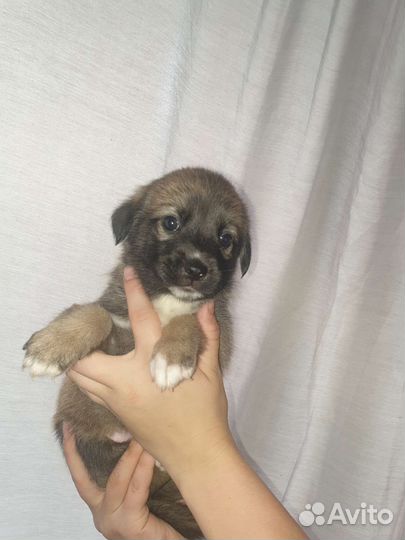 Собака в добрые руки отдам бесплатно