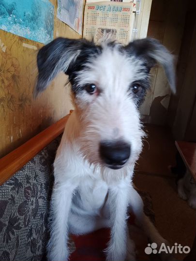 Липси ищет дом