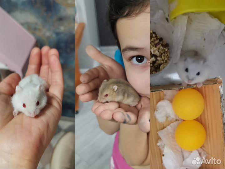 Джунгарики