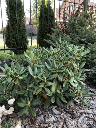 Родедендрон