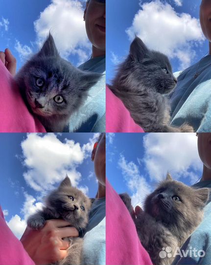 Девочка 2 мес