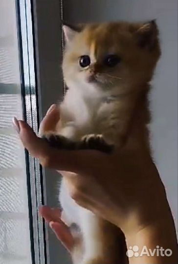 Британская золотая шиншилла с родословной