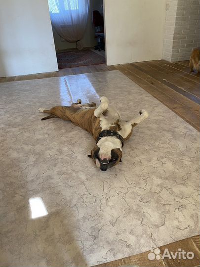 Вязка,амстафф