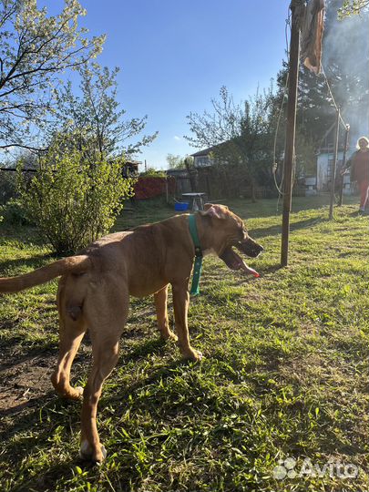 Стаффордширский терьер