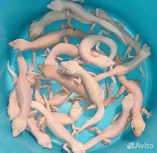 Ящерицы Эублефары