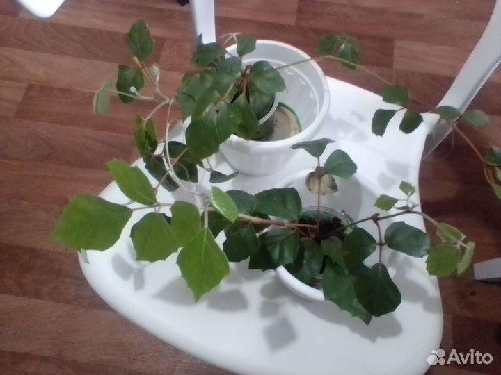 Березка