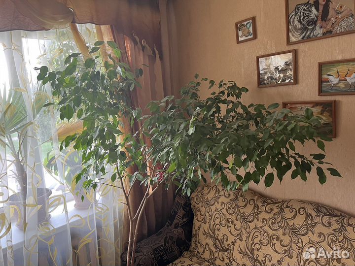 Фикус бенджамина